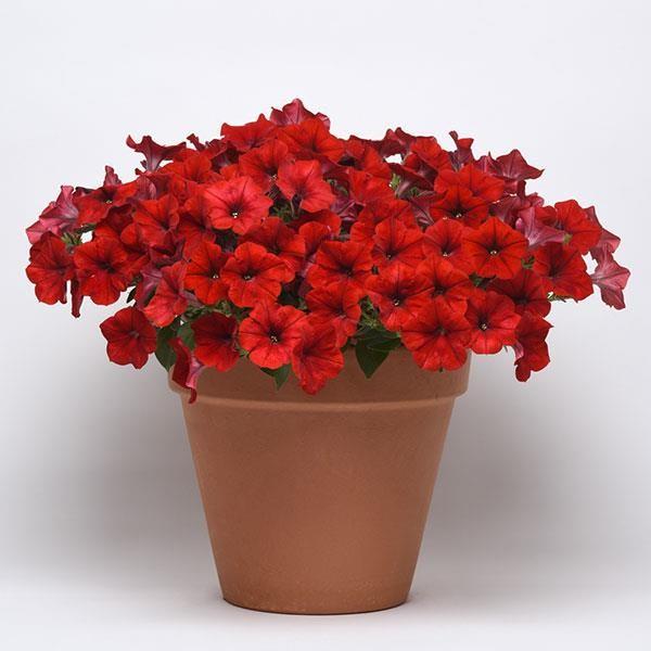 Petunia Shock Wave Red (4110)